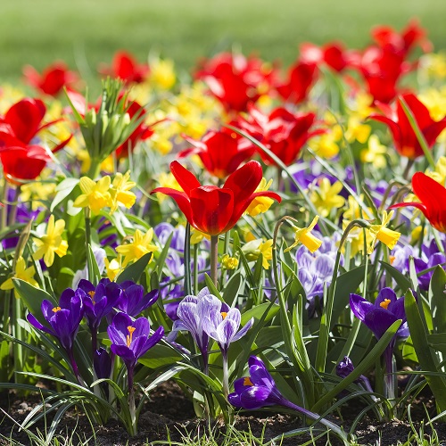 Patio Flower Bulbs Collection - Mixed